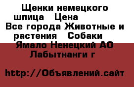 Щенки немецкого шпица › Цена ­ 20 000 - Все города Животные и растения » Собаки   . Ямало-Ненецкий АО,Лабытнанги г.